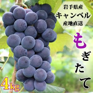 ぶどう キャンベル 4kg 岩手県産 産地直送 秀品 贈り物 贈答 ギフト 葡萄 ブドウ フルーツ くだもの