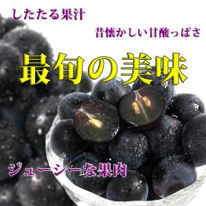 ぶどう キャンベル 4kg 岩手県産 産地直送...の詳細画像4