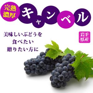 ぶどう キャンベル 4kg 岩手県産 産地直送...の詳細画像5