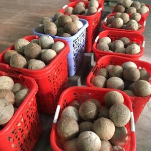 【送料無料】成熟オールドココナッツ 4玉(ココ...の詳細画像4