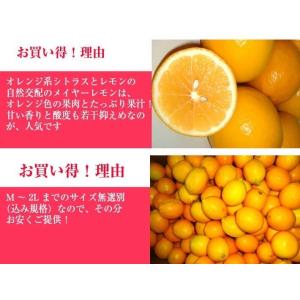 防ばい剤不使用(メイヤーレモン NZ産 10k...の詳細画像1