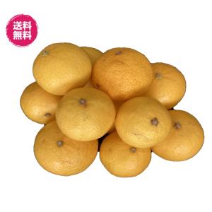 サイズ込み　傷あり　規格品　( 湘南ゴールド　1kg 常温) 　約12玉前後　神奈川県産 送料無料 青果　生 カクテル みかん 温州みかん ゴールデンオレンジ 果汁