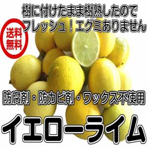 送料無料　常温便（ニュージーランド　イエローライム　1kg）約8個〜18個　ポストハーベスト農薬不使用　青果　タヒチ種　　｜fs-yokohama