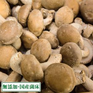 海風しいたけ 500g (東京都 大竜ファーム)八丈島きのこ