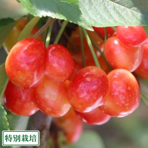 【お買得!訳あり家庭用】さくらんぼ(佐藤錦・紅秀峰・他) 200g×4パック 特別栽培 (山形県 森谷果樹園) ラブハートチェリー 産地直送