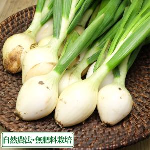葉付き玉ねぎ 約2kg 自然農法 無肥料栽培 (...の商品画像