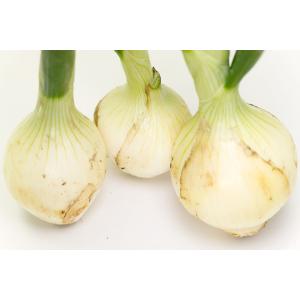 葉付き玉ねぎ 約2kg 自然農法 無肥料栽培 ...の詳細画像2