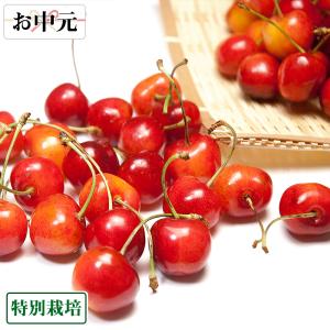 【お中元専用】さくらんぼ 紅秀峰 500g 特別栽培 (山形県 森谷農園) 産地直送【お中元対応】