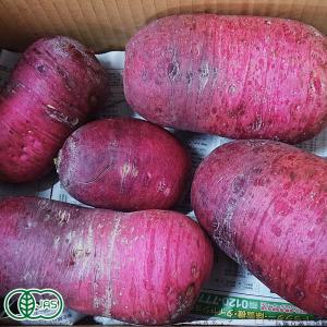 有機 赤大根 約1kg 有機JAS (青森県 自然食ねっと青森)