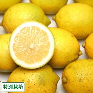 【訳あり】広島県レモン 3kg 特別栽培 (広島県 セーフティフルーツ) 農薬不使用 産地直送
