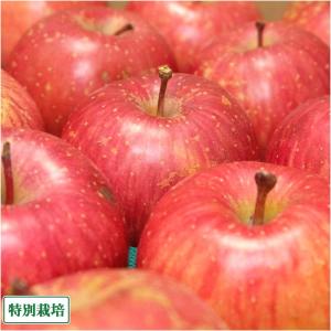 【訳あり】 ふじ 10kg 特別栽培 (青森県 さいとうりんご園) 産地直送