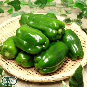 有機ピーマン サイズ混合 5kg 有機JAS (鹿児島県 SOHファーム)