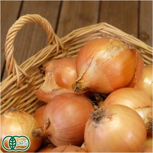 有機 玉ねぎ 10kg 有機JAS (北海道 渡辺農場)