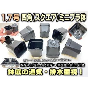 1.7号四角(スクエア)■高機能ミニプラ鉢-黒[...の商品画像