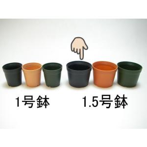 1.5号プラ鉢-黒 超ミニサイズ 1個売り[1...の詳細画像1