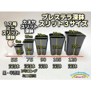 テラコッタ鉢型風プラ鉢-2号-黒※【黒-超ミニ】[2GB] : フラワー