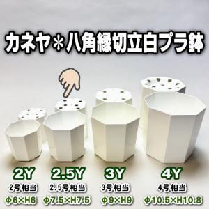 八角縁切立白プラ鉢-3号-中(3Y)カネヤ＊兼弥産業＊八角鉢[254GW
