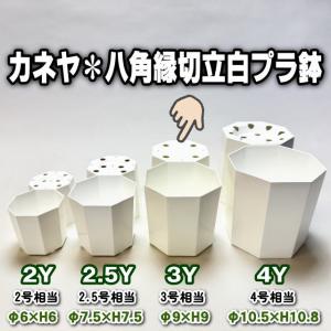 八角縁切立白プラ鉢-4号-大(4Y)カネヤ＊兼弥産業＊八角鉢[254GW