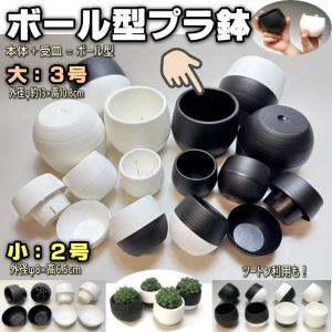 プラ鉢 6cm (12鉢セット) : POCOLOCOプランツ - 通販 - Yahoo