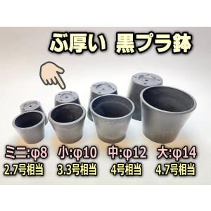ぶ厚い黒プラ鉢小-φ10規格(3.3号相当)ブラックポット[254GB]｜fseguchi