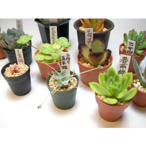 薄手なのに丈夫でマットな高品質ラベル-7cm(...の詳細画像2