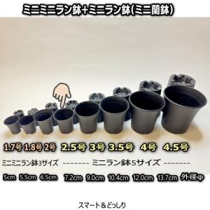 ミニラン鉢・ミニ蘭鉢2.5号[黒]＊厚手のプラ鉢-スマート鉢＊多肉植物・塊根植物コーデックス・アガベ・サボテン・観葉・アデニウム・パキポディウム[2GB][254GB]