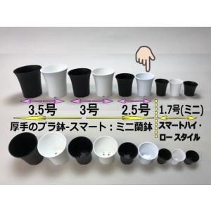 ミニラン鉢・ミニ蘭鉢3号[白]＊厚手のプラ鉢-スマート鉢＊多肉植物