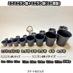 ミニラン鉢・ミニ蘭鉢3.5号[黒]＊厚手のプラ鉢-スマート鉢＊多肉植物