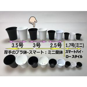 ミニラン鉢・ミニ蘭鉢3号[黒]*厚手のプラ鉢-...の詳細画像2