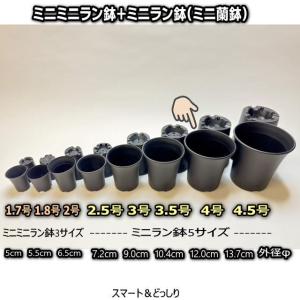 ミニラン鉢・ミニ蘭鉢4号[黒]＊厚手のプラ鉢-スマート鉢＊多肉植物・塊根植物コーデックス・アガベ・サボテン・観葉・アデニウム・パキポディウム・実生[254GB]