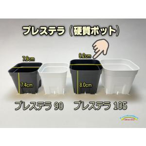 旧)プレステラ 90-(硬質スリットポット3号)-黒[四角]○-1鉢売