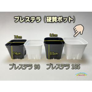 旧)プレステラ 90-(硬質スリットポット3号)-白[四角]○-1鉢売