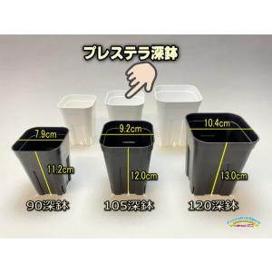 プレステラ深鉢 105-白☆(硬質スリットポット)深型＠多肉植物・塊根植物コーデックス・アガベ・サボテン・果樹鉢・バラ鉢[254GW]