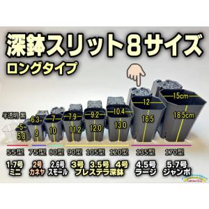 スリット鉢-5号黒(CSM-150)ブラック＠多肉植物・塊根植物コーデックス