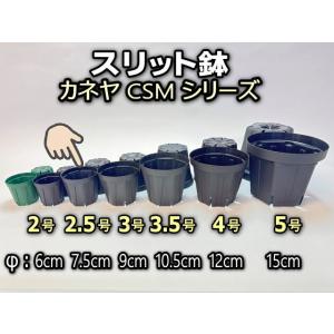 スリット鉢-2.5号(CSM-75)黒(カネヤ：ブラック)＠多肉植物・塊根植物コーデックス・アガベ・...