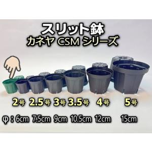 スリット鉢-2号(CSM-60)緑(カネヤ：グリーン)＠多肉植物・塊根植物コーデックス・アガベ・サボテン・盆栽・観葉・実生