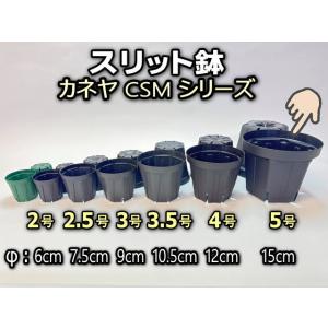 スリット鉢-5号黒(CSM-150)ブラック＠多肉植物・塊根植物コーデックス・アガベ・サボテン・盆栽・観葉・実生[254GB]