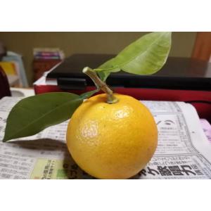 正月用 ダイダイ 橙　葉付き 代々　だいだい みかん　1箱７個入り　送料無料 配達希望日をお知らせください