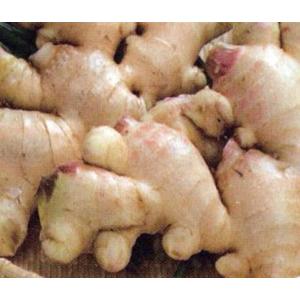 種生姜 土佐一 大生姜種芋 ショウガ種生姜 食...の詳細画像1