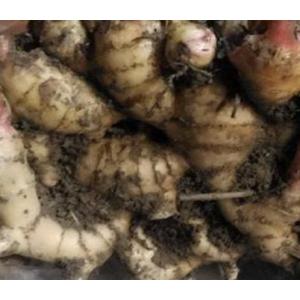 種生姜 土佐一 大生姜種芋 ショウガ種生姜 食...の詳細画像2