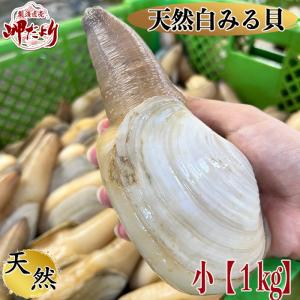 (10%OFFクーポン配布中) 天然活き白みる貝 小１kg みる...