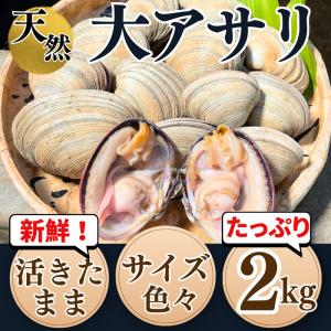大アサリ 活大アサリ サイズ色々 +(タレ付き) ２ｋｇ