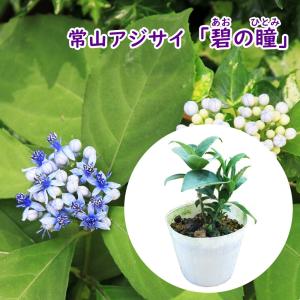 花終わり 常山アジサイ 『 碧の瞳 ( あおのひとみ ) 』10.5cmポット苗 常山紫陽花 ディクロア ジクロア 庭木 花木 落葉 生垣 ギフト