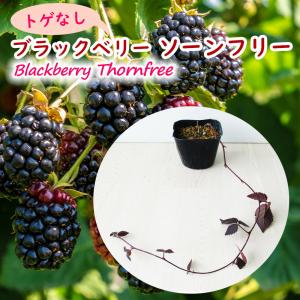 とげなし ボイセンベリー 」 苗 苗木 9cmポット キイチゴ 木苺