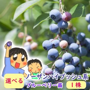 選べる単品 ノーザンハイブッシュ系 選べる ブル...の商品画像