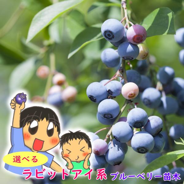 ブルーベリー 苗 苗木 選べる品種 ラビットアイ 系 樹高30〜60cm 4.5号13.5cm鉢 挿...
