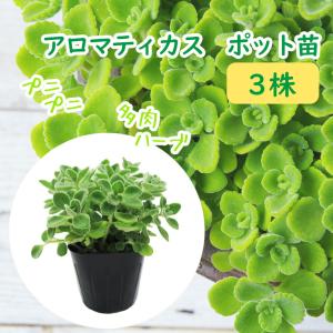 国華園 有用植物苗 カレーリーフ1株 / カレーライス 本格的 スパイス