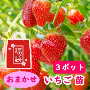 K.HANA様用　苺苗９-10.5cmポット混合354ほん K.HANA様用苺苗9-10.5cmポット混合354ほん