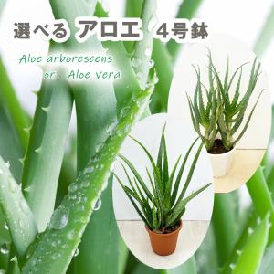 選べる アロエ 4号鉢 キダチアロエ アロエベラ 多肉 多肉植物 観葉植物 美容 健康 医者いらず 薬用 食用 ハーブ ハーブ苗