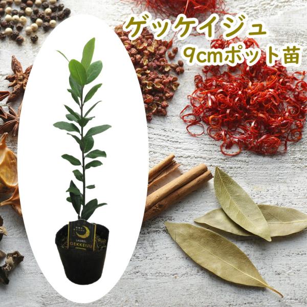 ゲッケイジュ 苗 苗木 月桂樹  9cmポット 樹高20cm前後